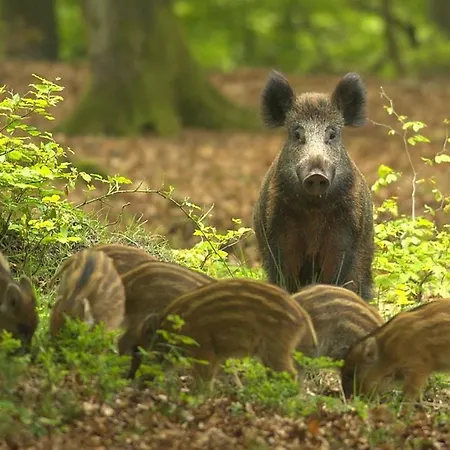 Alpesi faház Sfeervol Ingericht 6 Persoons Chalet Aan De Bossen In 4-18 Putten