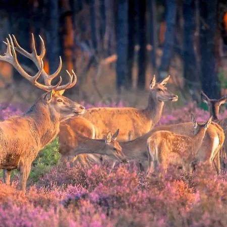 Chalet Sfeervol Ingericht 6 Persoons Chalet Aan De Bossen In 4-18 *