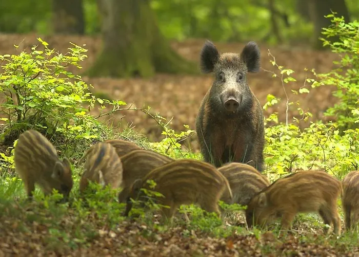 Alpesi faház Sfeervol Ingericht 6 Persoons Chalet Aan De Bossen In 4-18 Putten